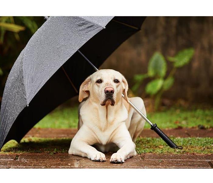 Dog with umbrella 